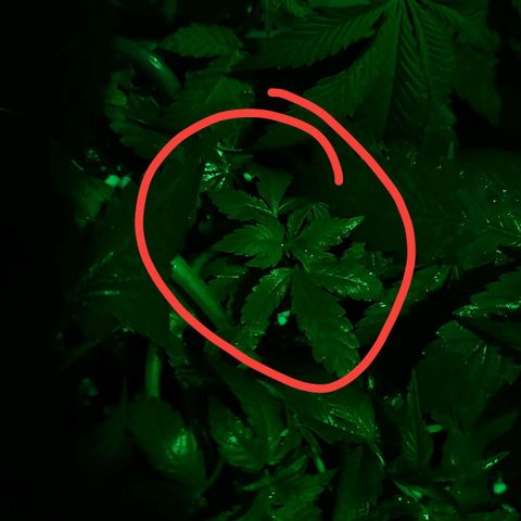 Tropicanna Poison F1  growlog timeline photo