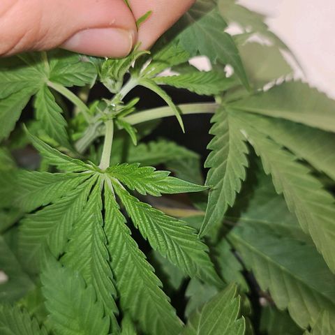Tropicanna Poison F1  growlog timeline photo