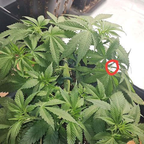 Tropicanna Poison F1  growlog timeline photo