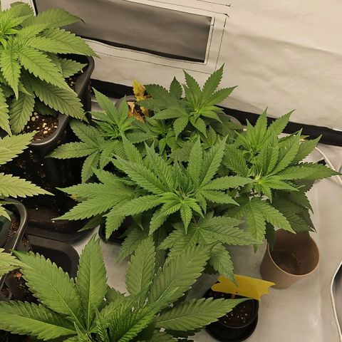 Tropicanna Poison F1  growlog timeline photo