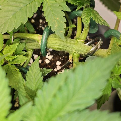 Tropicanna Poison F1  growlog timeline photo