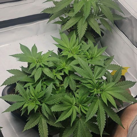 Tropicanna Poison F1  growlog timeline photo