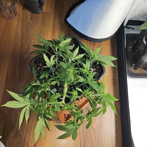 Tropicanna Poison F1  growlog timeline photo