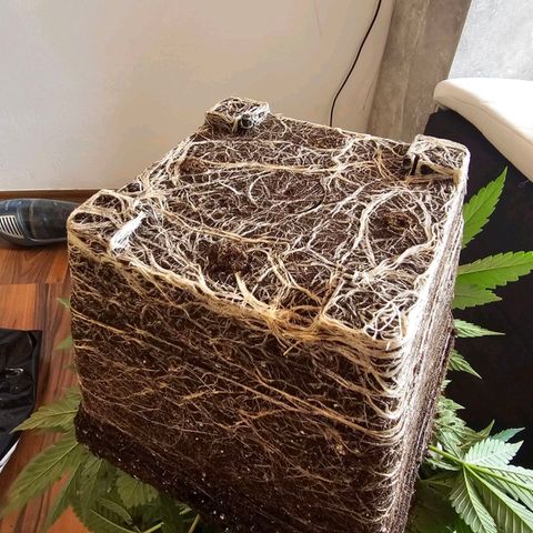 Tropicanna Poison F1  growlog timeline photo