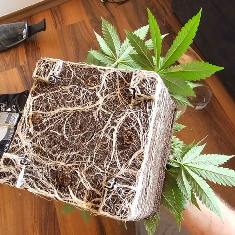 Tropicanna Poison F1  growlog timeline photo