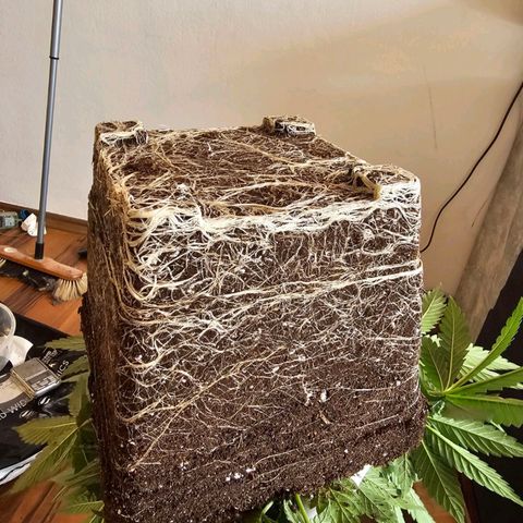 Tropicanna Poison F1  growlog timeline photo