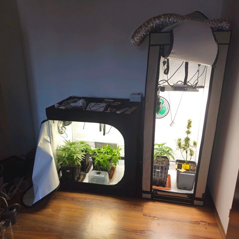 Tropicanna Poison F1  growlog timeline photo