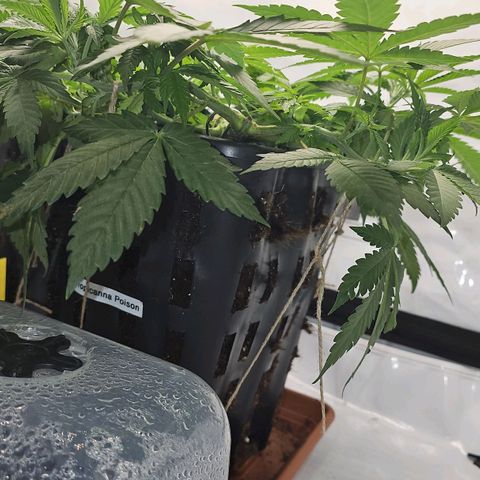 Tropicanna Poison F1  growlog timeline photo