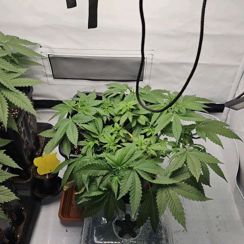 Tropicanna Poison F1  growlog timeline photo