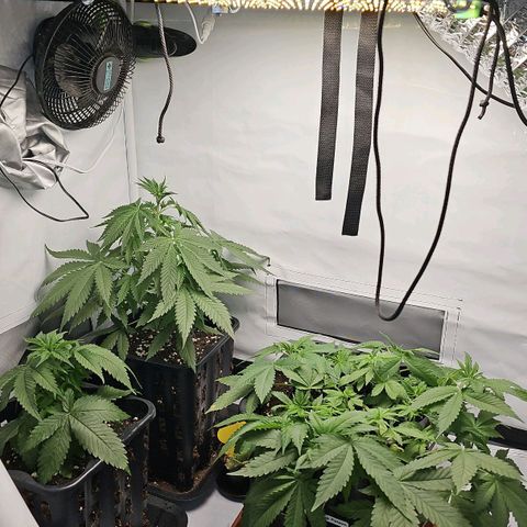 Tropicanna Poison F1  growlog timeline photo