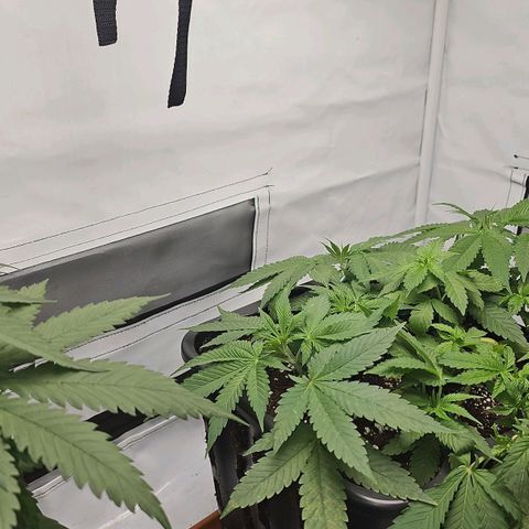 Tropicanna Poison F1  growlog timeline photo