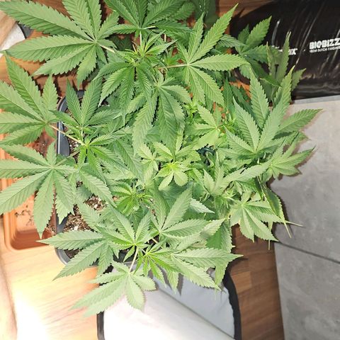 Tropicanna Poison F1  growlog timeline photo