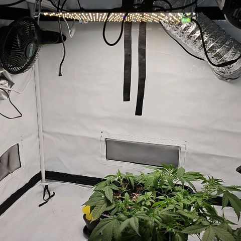 Tropicanna Poison F1  growlog timeline photo