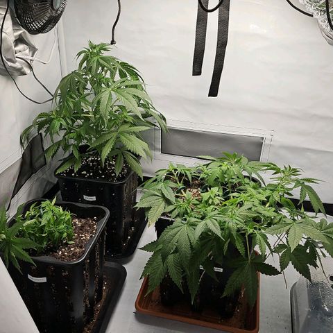 Gorilla Zkittlez  growlog timeline photo