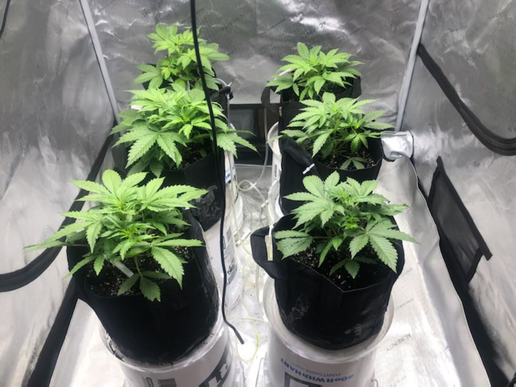 Auto White Widow growlog header