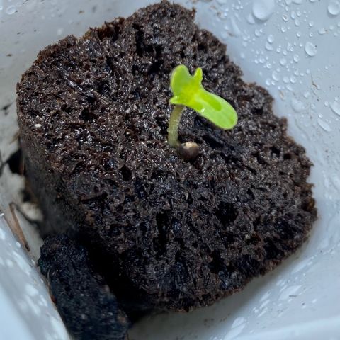Auto White Widow growlog timeline photo