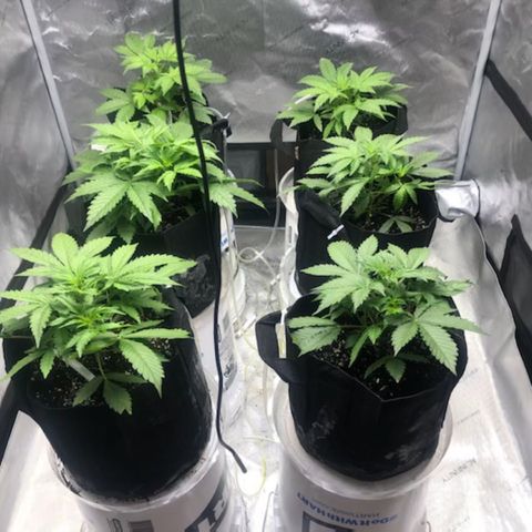 Auto White Widow growlog timeline photo