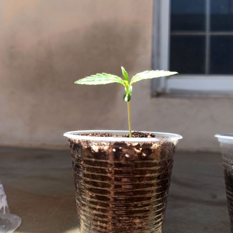 #1 growlog timeline photo