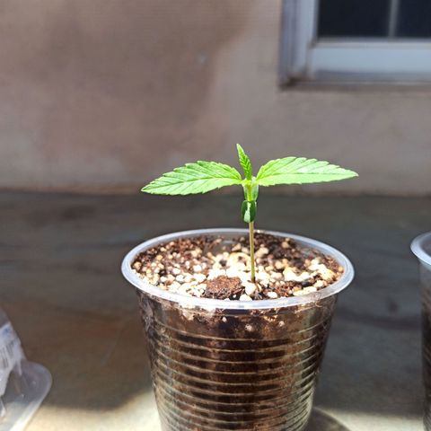 #1 growlog timeline photo