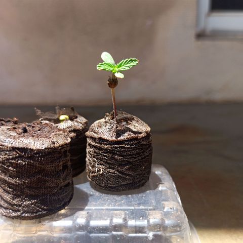 #3 growlog timeline photo