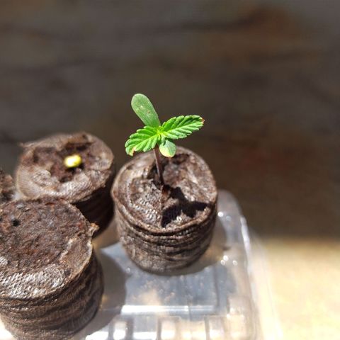 #3 growlog timeline photo