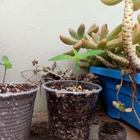 #1 growlog timeline photo