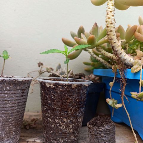#1 growlog timeline photo