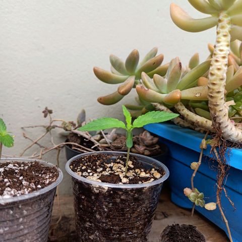 #1 growlog timeline photo