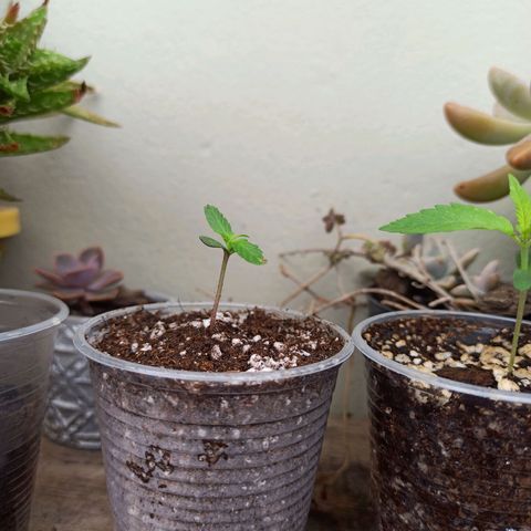 #3 growlog timeline photo