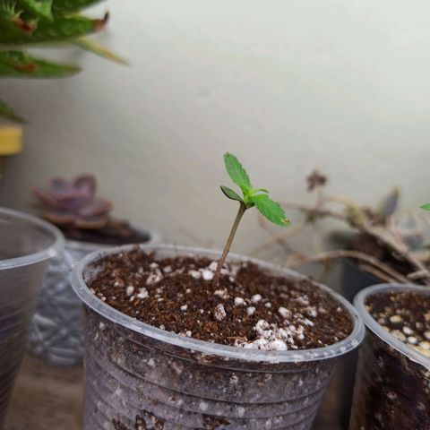 #3 growlog timeline photo