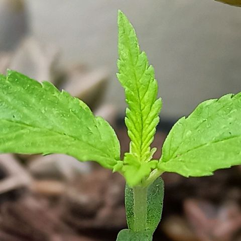 #1 growlog timeline photo
