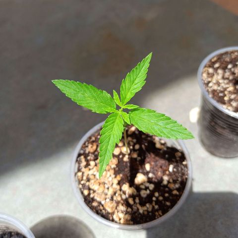 #1 growlog timeline photo