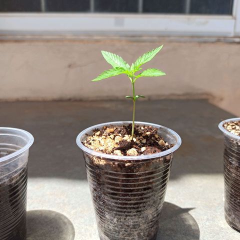 #1 growlog timeline photo