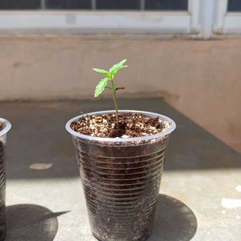 #3 growlog timeline photo