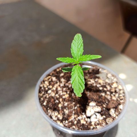 #3 growlog timeline photo
