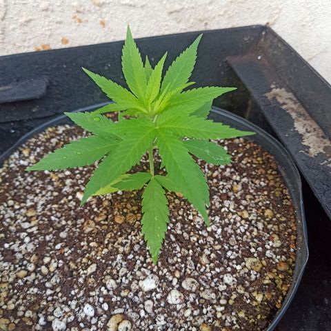 #1 growlog timeline photo