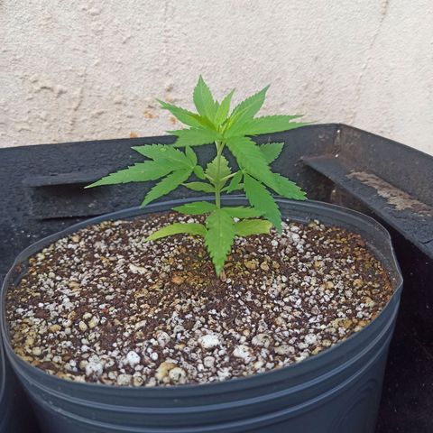 #1 growlog timeline photo