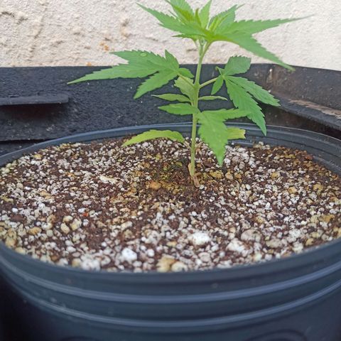 #1 growlog timeline photo