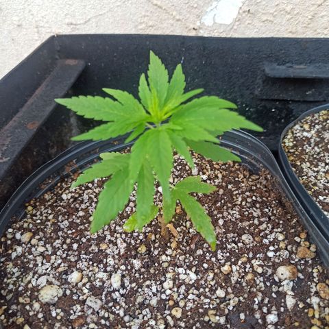#3 growlog timeline photo