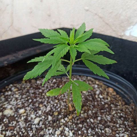 #3 growlog timeline photo