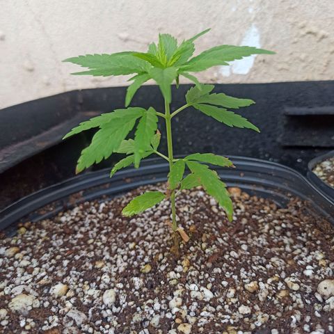 #3 growlog timeline photo
