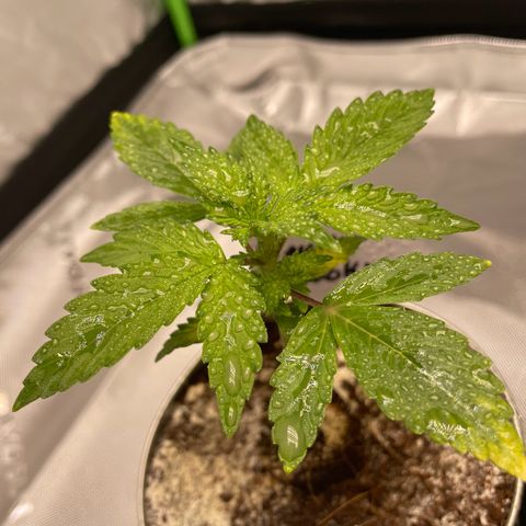 Cookies growlog timeline photo