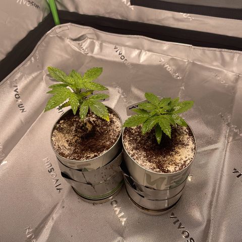 Cookies growlog timeline photo