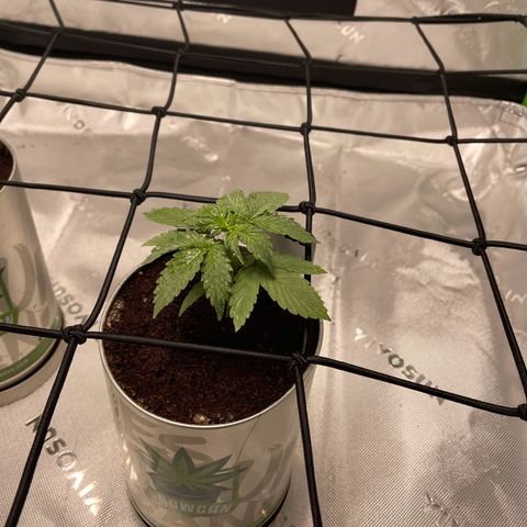 Cookies growlog timeline photo