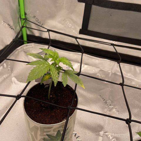 Cookies growlog timeline photo