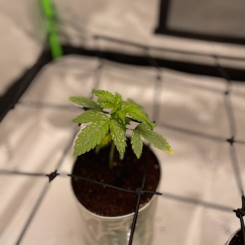 Cookies growlog timeline photo