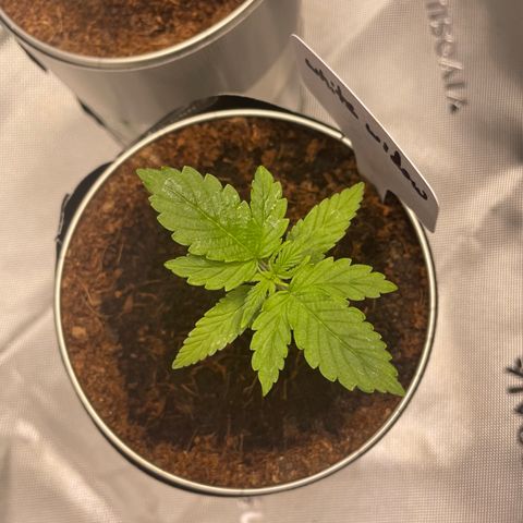 Cookies growlog timeline photo