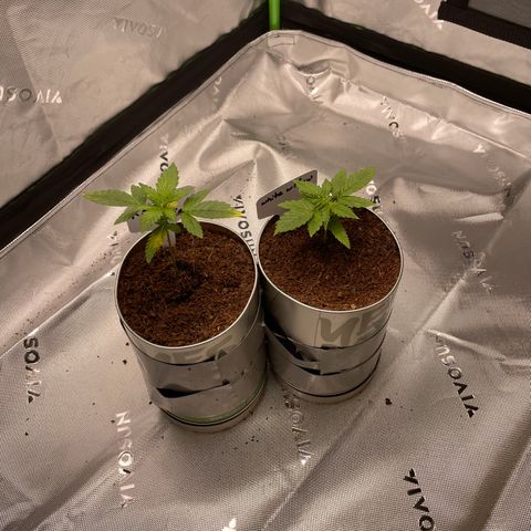 Cookies growlog timeline photo