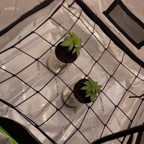 Cookies growlog timeline photo