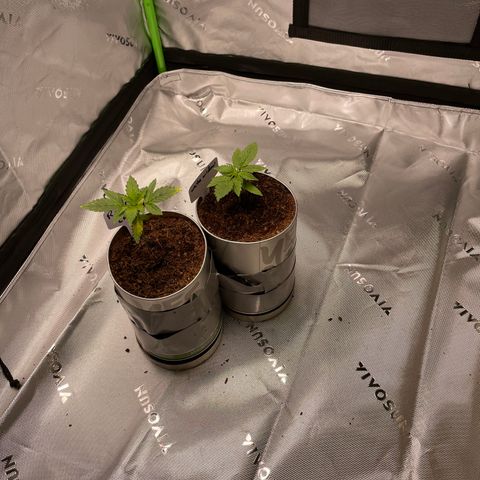 Cookies growlog timeline photo